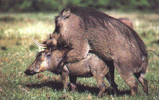 [warthogs2-mating.jpg]