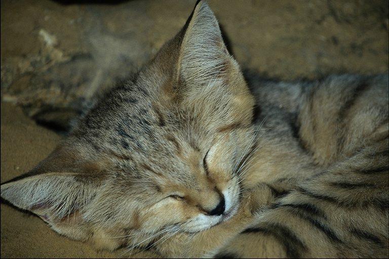 [wildcat01-SandCat-sleeping.jpg]