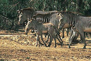 [SDZ_0051-Zebras-MomsNBabies.jpg]