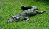 [American Alligator (Alligator mississipiensis)0001]