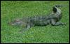 [American Alligator (Alligator mississipiensis)0002]