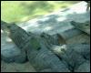 [animalwild001-AlligatorsPack]