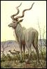 [ads50031-GreaterKuduAntelope-Male-Painting]