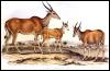 [ads50034-Antelopes-Painting]