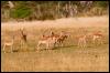 [ads50049-Impalas herd-Antelopes]