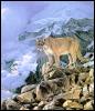 [Wswart44-MountainLion-Cougar]