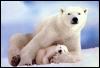 [Polar bears-Mom n SleepingBaby]