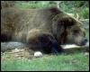 [animalwild011-GrizzlyBear-Sleeping on log]