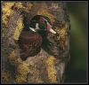 [WoodDuck 04-Closeup-In nest on cliff]