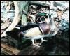 [wood duck pair perched on log]