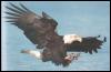 [BaldEagle 08-InFlight-Hunting-Claws]