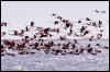 [aaw50019-Flamingos-Flock starts flight on lake]
