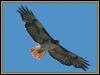 [Red-tailedHawk 08-InFullFlight-WideWings]