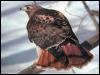 [Red-tailedHawk 17-Perching on log bar-RearView]