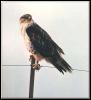 [Red-tailedHawk 18-Perching on bar]