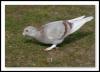 [9835-210705-pigeons-10L]