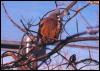 [AfricanMousebird-Perching on branch]