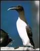 [AwhatBird06-CommonMurre-FishPrey in mouth-OnRock]