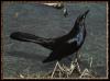 [Boat-tailedGrackle 01-Blackbird-InSwamp]