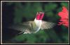 [Broad-tailedHummingbird 03-Male]
