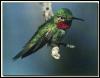 [Broad-tailedHummingbird 05-Male]