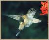 [Broad-tailedHummingbird Female 01]