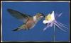 [Broad-tailedHummingbird Female 02]