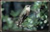 [CalliopeHummingbird Female 02]