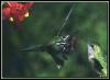 [CalliopeHummingbird Male N Female 01]