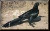 [Great-tailedGrackle 01-Blackbird-OnTheGround]