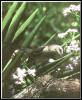 [Mockingbird 11-Perching on branch with wild flowers]