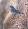 [MountainBluebird 07-Perching on bush]