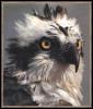 [Osprey 04-Bird of prey-FaceCloseup]