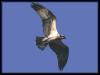 [Osprey 05-BirdOfPrey-InFullFlight]