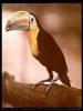 [PanamaGreatBeak-Toucan-bird004]
