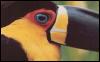 [PanamaGreatBeakHead-Toucan-bird054]
