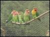 [Peach-facedLovebirds InCage-Lineup on branch]