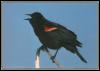 [Red-wingedBlackbird 01-InSong-OnBranch]