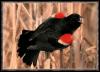 [Red-wingedBlackbird 02]