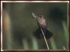 [Red-wingedBlackbird Female 01]