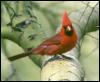 [RedBird-Cardinal-04]