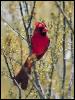 [RedBird-Cardinal-05]