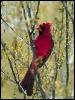 [RedBird-Cardinal-06]