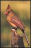 [RedBird-Cardinal-Female-01]