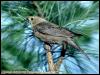 [SudiaBirdPhoto 041-Brown-headedCowbird-Female]