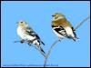 [SudiaBirdPhoto 093-AmericanGoldfinches-WinterPlumage]