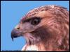 [SudiaBirdPhoto 119-Red-tailedHawk-Head]