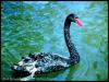 [SudiaBirdPhoto 256-BlackSwan]