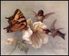 [aci50276-SwallowtailButterfly n 2LuciferHummingbirds-Pai]