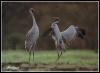 [bird-016 Brolgas-AustralianCranes-Pair-Dancing]